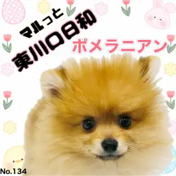 【 マルっと東川口日和No.134 】オレンジカラーが映えるふわもこポメちゃん