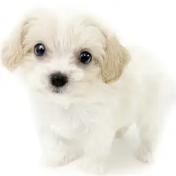 MIX（キャバリアキングチャールズスパニエル×ビションフリーゼ）