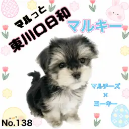 【 マルっと東川口日和No.138 】人懐っこさ最強のイケメン!マルキーが登場