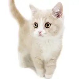 ブリティッシュショートヘア