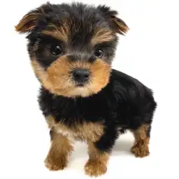 ヨークシャーテリア