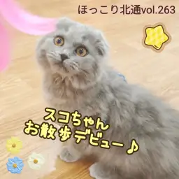 【 ほっこり北通vol.263 】垂れ耳スコちゃんのお散歩デビューに密着!