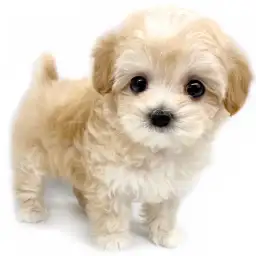 MIX（トイプードル×マルチーズ）