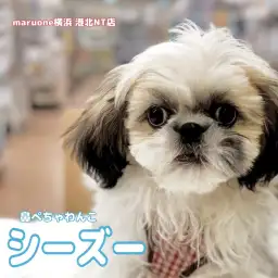 【 シーズー  】生後4ヶ月！ふわもこ天使の成長記録と行動の変化は！