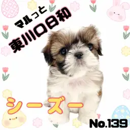 【 シーズー 】「自由奔放」が似合う癒し系女子！マルっと東川口日和No.139