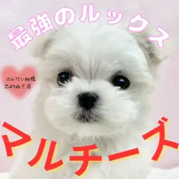 【 マルチーズ 】まさに純白!小さめマルチーズくんが新しく志村坂下店に仲間入り!
