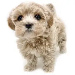 MIX（マルチーズ×トイプードル）