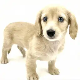 ミニチュア・ダックスフント