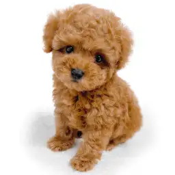 トイ・プードル