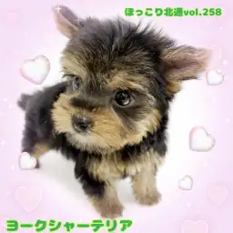 【 ほっこり北通vol.258 】生後2ヶ月にして凛とした立ち耳!ヨーキーの女の子