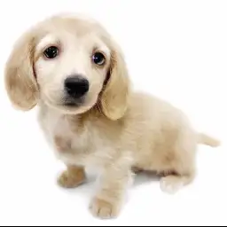 ミニチュア・ダックスフント