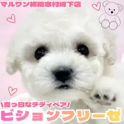 【 ビションフリーゼ 】将来はふわもこ姿に変身!ビションフリーゼちゃんをご紹介!