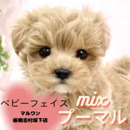 【 ミックス 】大人気!プーマルの男の子が新しく志村坂下店に仲間入りしました!