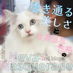 【 ネヴァマスカレード 】希少な女の子の成長記録！透明感に注目の2ndブログ！