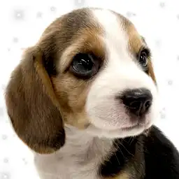 【 ビーグル 】反則級な可愛さ!愛嬌たっぷりのビーグルちゃんが来店!