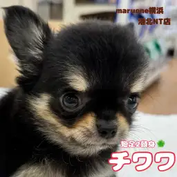 【 チワワ 】ぱっちりお目々と短足2頭身ボディがキュートな女の子！