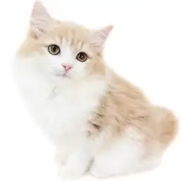 ノルウェージャンフォレストキャット