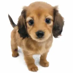 ミニチュア・ダックスフント