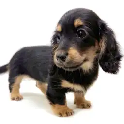 カニンヘン・ダックスフント