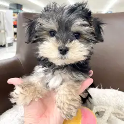 【 マルキー 】環境馴れOK!お利口に成長中!マルっと東川口店日和No.151