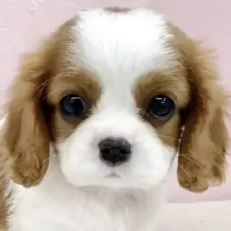 【 キャバリア 】王道の美しさを受け継ぐブレンハイムのキャバリアが仲間入り!