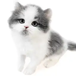 ブリティッシュロングヘア