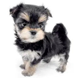 MIX（マルチーズ×ヨークシャーテリア）