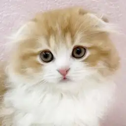 【 スコティッシュフォールド 】心が和む真ん丸シルエット！スコちゃんが襲来！！