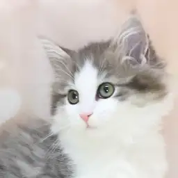 【 ノルウェージャンフォレストキャット 】お店に来て2週間すぎ美しい変化急上昇！