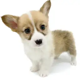 ウェルシュコーギーペンブローク