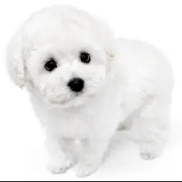 トイ・プードル