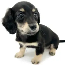 ミニチュア・ダックスフント