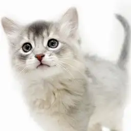 【 ソマリ 】マルワンプレミアムの希少ブルー！すべてが最上級の甘え猫！