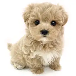 MIX（トイプードル×マルチーズ）