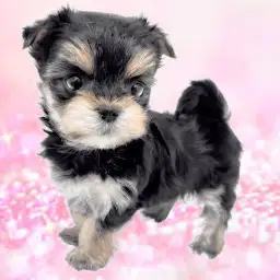 【 MIX 】度肝を抜くほどに可愛く小さい!輝き放つマルチーズ×ヨーキーのマルキー