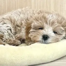 【マルプー 】おトイレほぼ完璧の優等生わんこ!マルっと東川口日和No.152