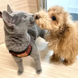 【 ロシアンブルー 】社交性抜群フレンドリーに成長！マルっと東川口日和No.144