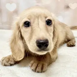 【 ミニチュアダックスフント 】生後100日！現在の様子をまるっとお届け！