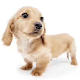 ミニチュア・ダックスフント