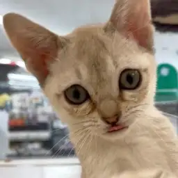 【 シンガプーラ 】お手入れ完璧の優秀にゃんこ！マルっと東川口日和No.147