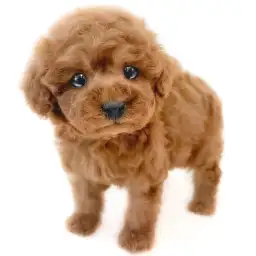 トイ・プードル