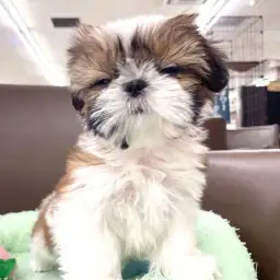 【 シーズー 】驚きの環境馴れの早さで安心!マルっと東川口日和No.145