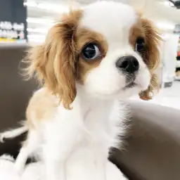 【 キャバリア 】一緒に暮らす姿が想像出来る!丁度良い距離感の女の子