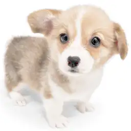 ウェルシュコーギーペンブローク