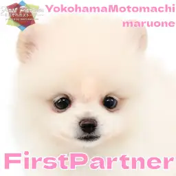 【 ファーストパートナー 】マルワン横浜元町店清水の愛犬物語！