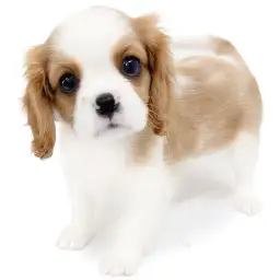キャバリア・キングチャールズ・スパニエル