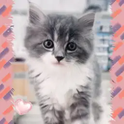 【 サイベリアン 】生後2ヶ月の男の子ナデナデ大好き!ほっこり北通Vol.273