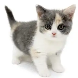 ブリティッシュショートヘア