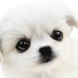 【 チワペキ 】マシュマロボディーが可愛い！チワワとペキニーズのMIX犬の女の子