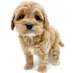 MIX（トイプードル×アメリカンコッカースパニエル）